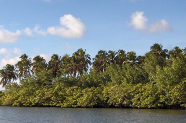 mangrovenbos