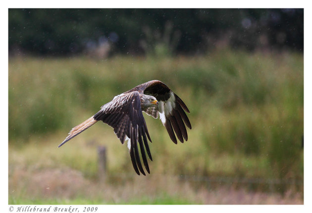 Rainy Red Kite