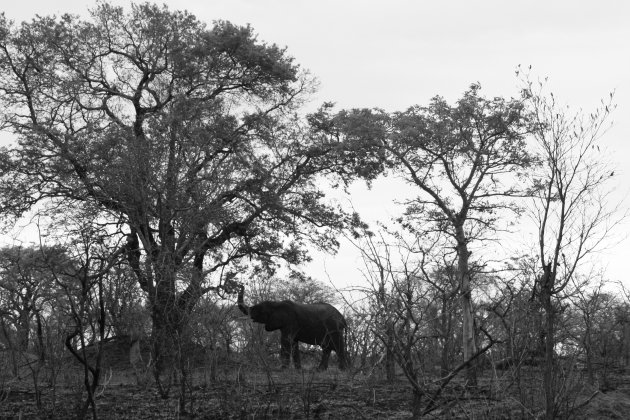 A elephant in Kruger Park