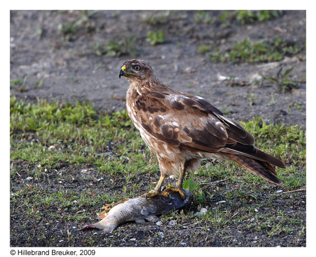 Buizerd met hapje