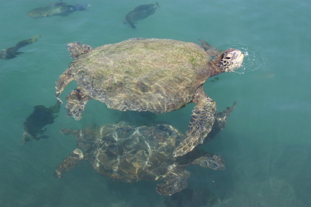 Zeeschildpadden en vissen bij Nha Trang.