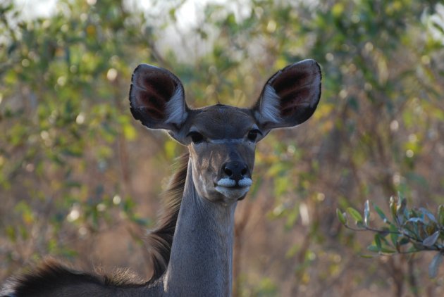 Kudu Sabi Sands