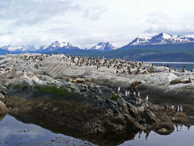 Isla de los lobos 