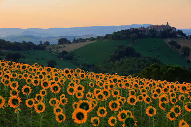 Zonnebloemen in de ochtendzon