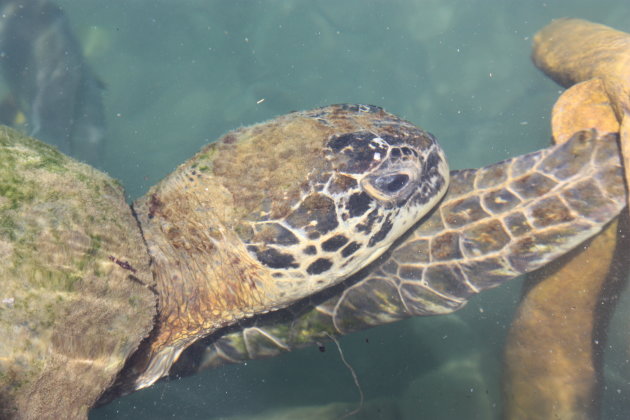Zeeschildpadden bij Nha Trang
