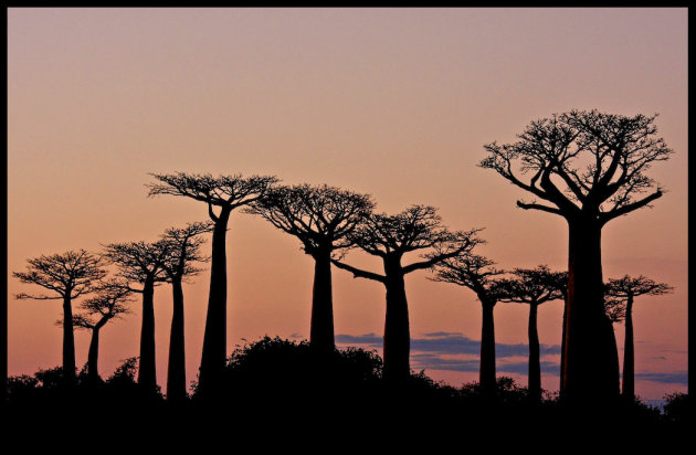 Avenue des baobabs