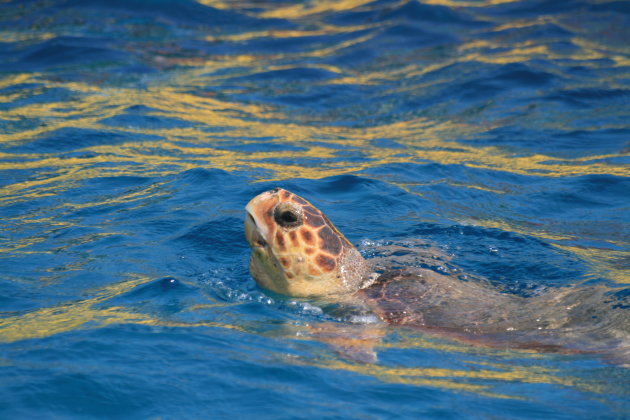 Caretta Caretta