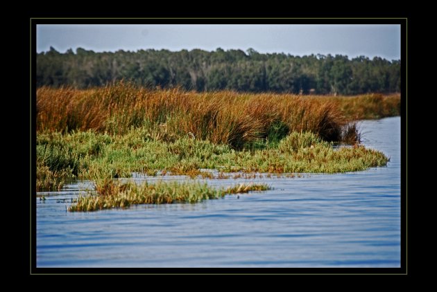 Vogels spotten