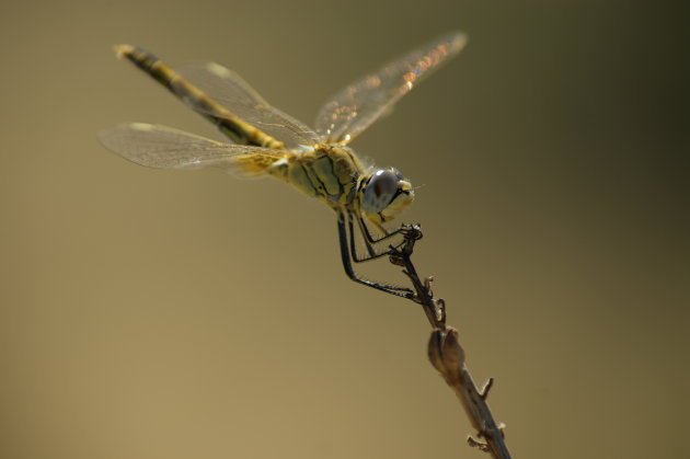 Libelle in Les Calanches