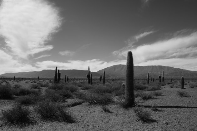 Los Cardones