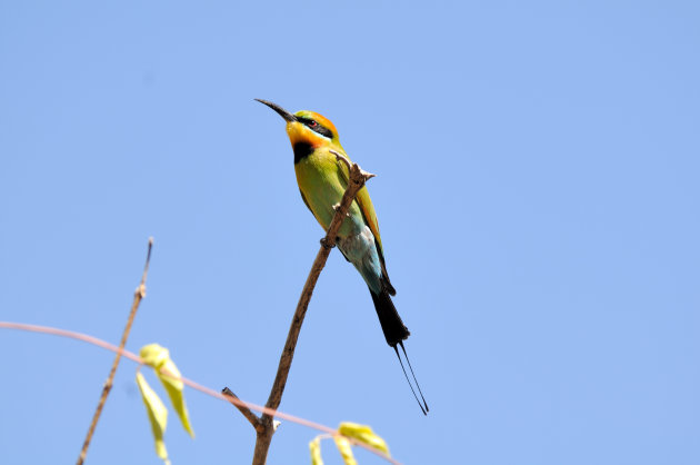 Rainbow bee-eater