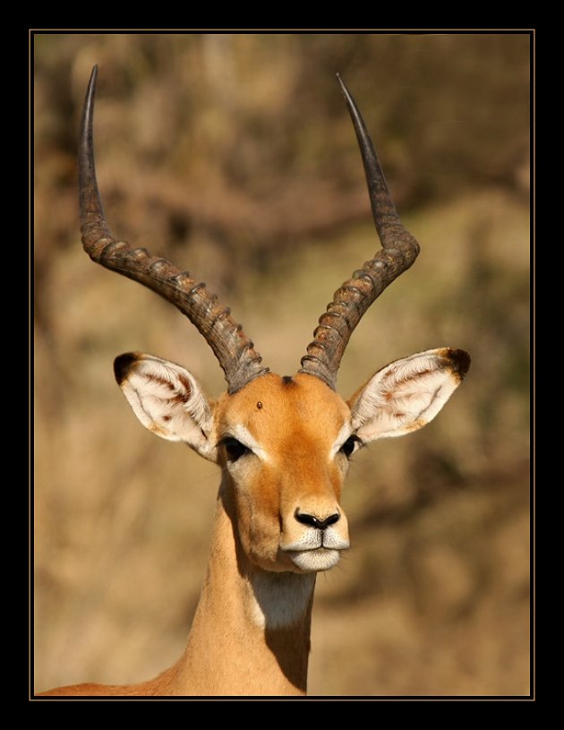 Trotse Impala