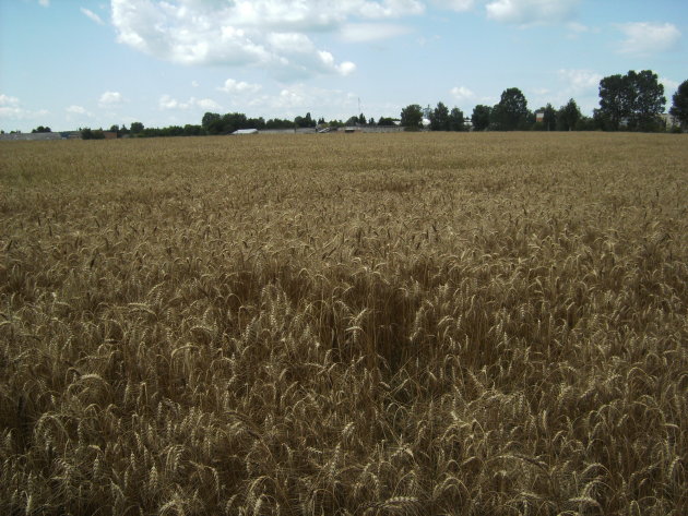 De Oekraine  veld