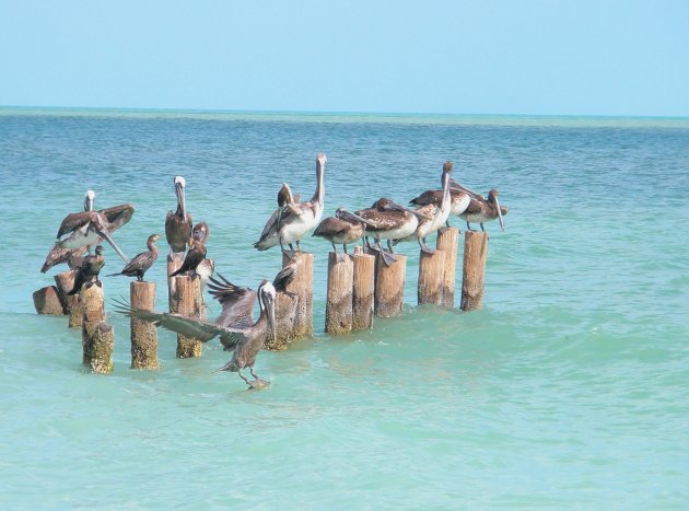 paalzittende pelikanen