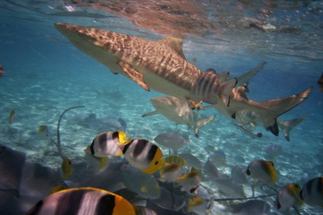 Haaien in de lagune van Bora Bora