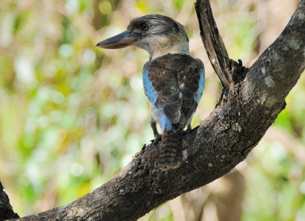 Blue-winged kookaburra