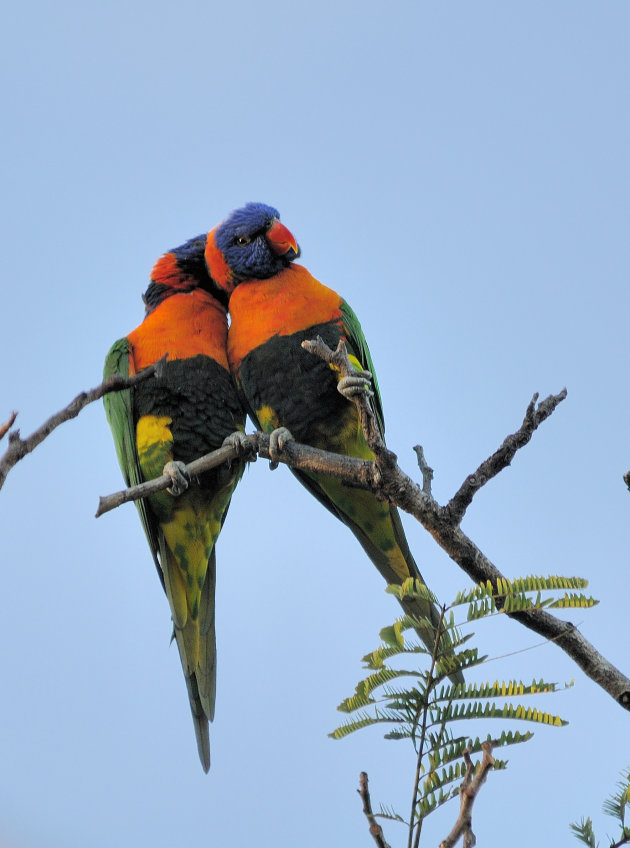 Rainbow lorikeets in love