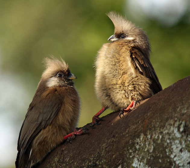 Mousebird