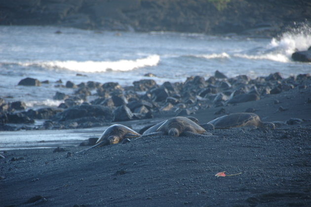 Sea turtles resting @ Naalehu, Big Island, Hawaii