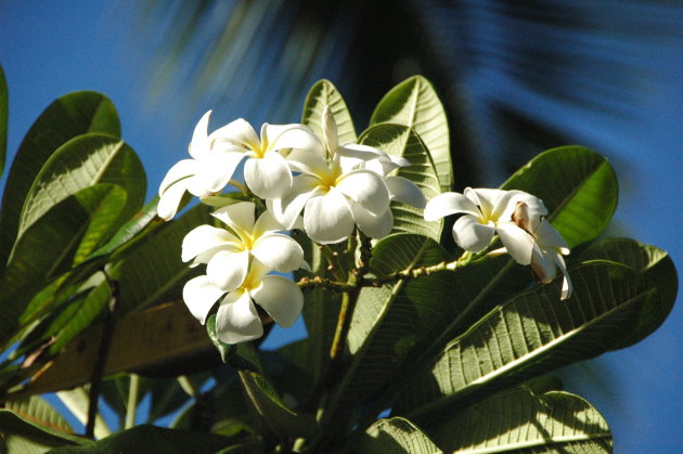 Waikiki flower