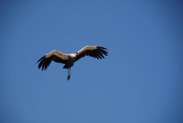 Vreemde vogel