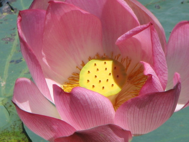 perfecte lotusbloem