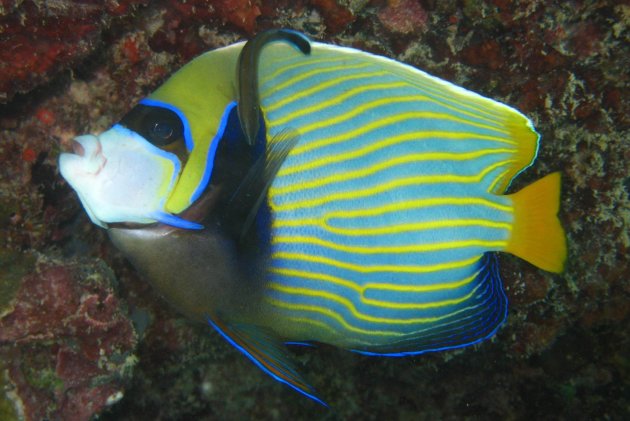 EmperorAngelfish