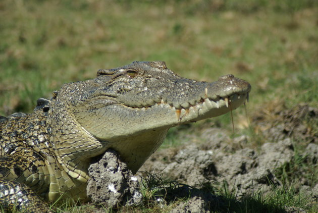 Crocodylus porosus