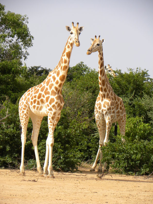 giraffen