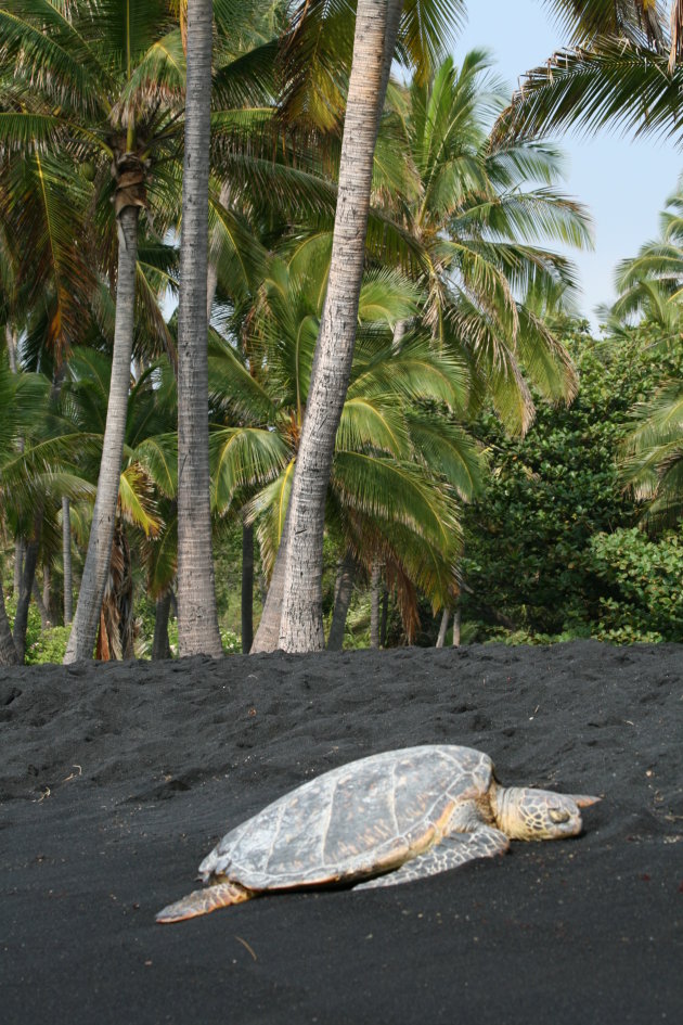 Schildpad op Big Island, Hawaii