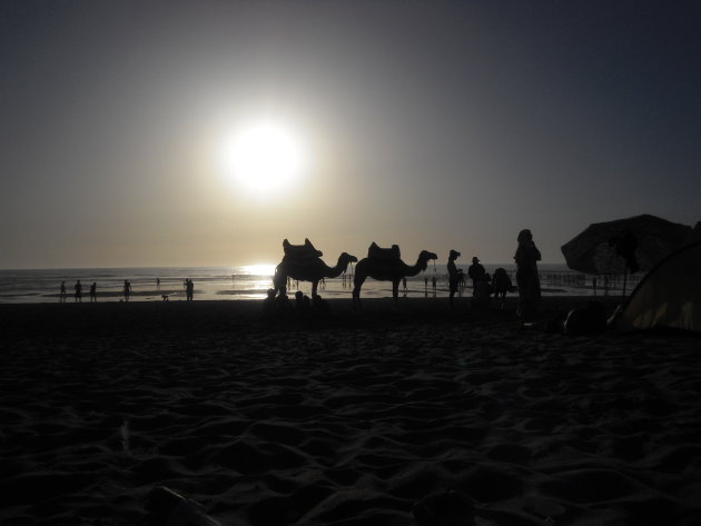 Kamelen op het strand Kenitra