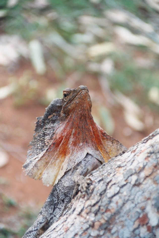 frilled neck lizard