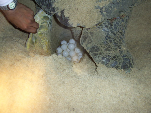 toekomstige schildpadden