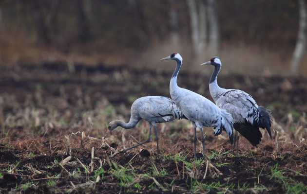 Kraanvogels