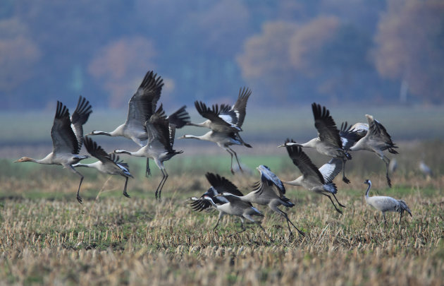 Opstijgende kraanvogels...