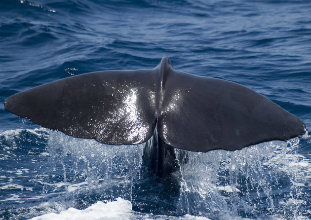 Humpback whale (2)