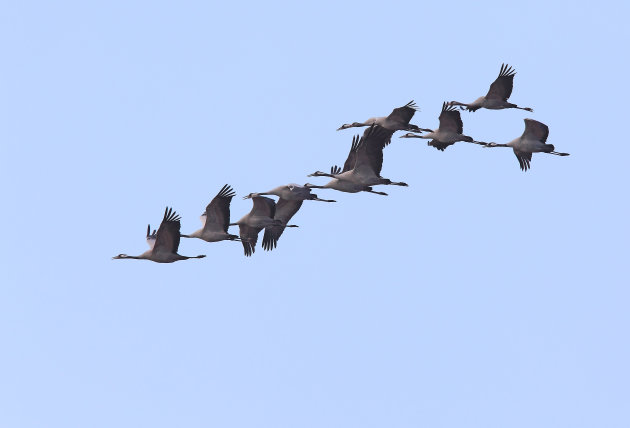 Kraanvogels in vlucht....