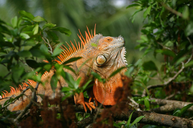 Het oranje monster