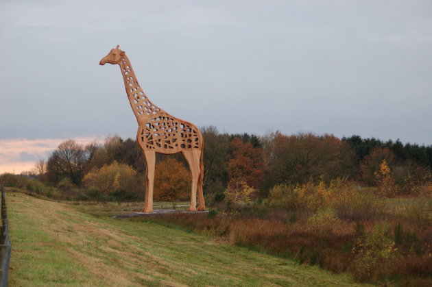 Wildlife in Holland