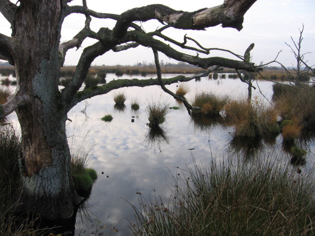 herfst op dwingelderveld