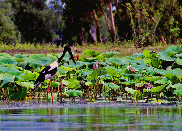 Stork