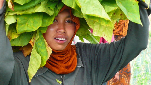 Tabakplukster op Lombok