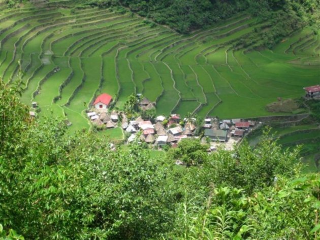 Rijstterrassen Noord-Luzon