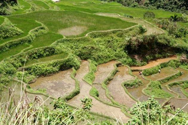 Rijstterrassen Luzon 1