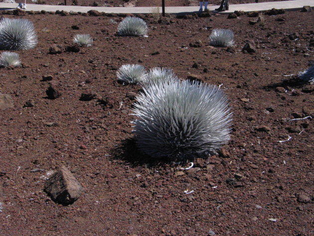 Silversword