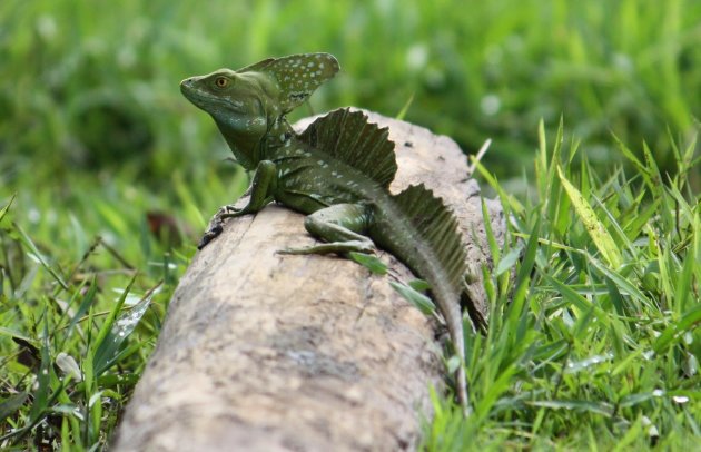 Groene Basilisk aan de Rio Frio