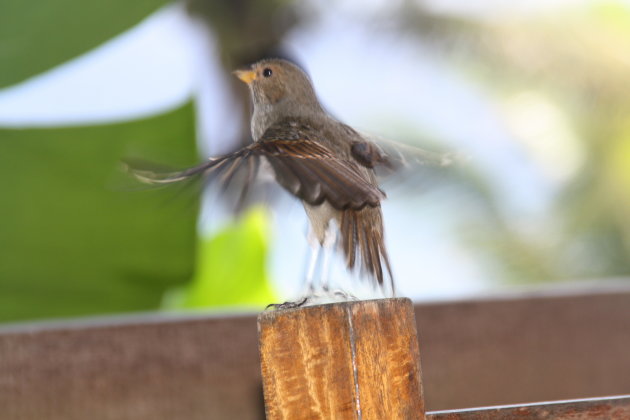 Grappig vogeltje