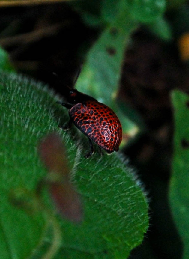 Beestje in de Amazone