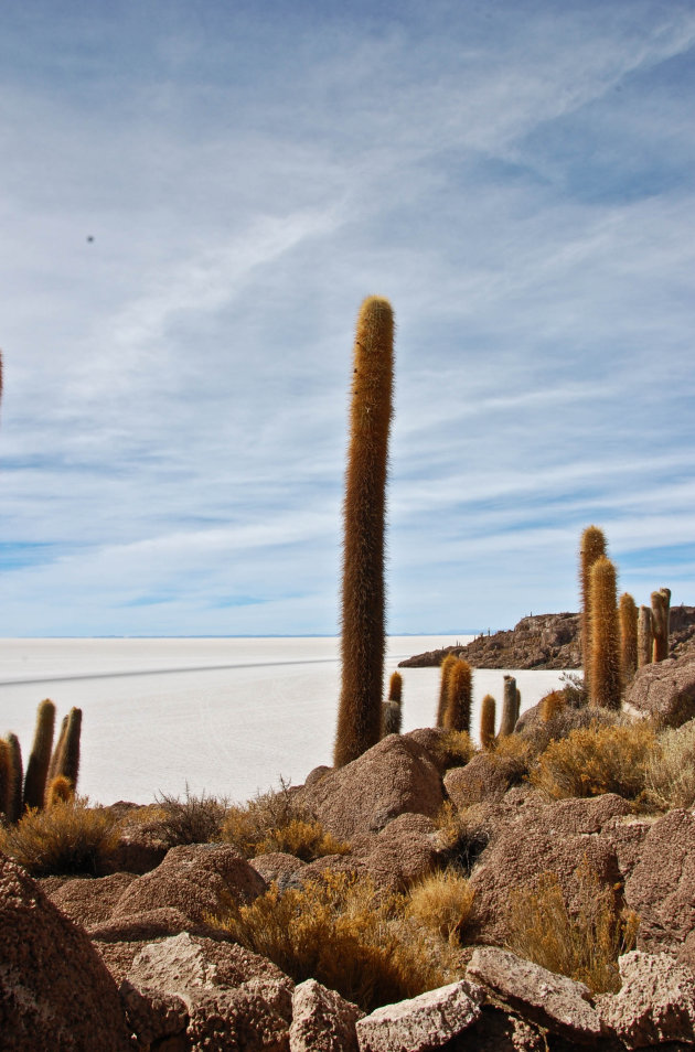 Grote cactussen