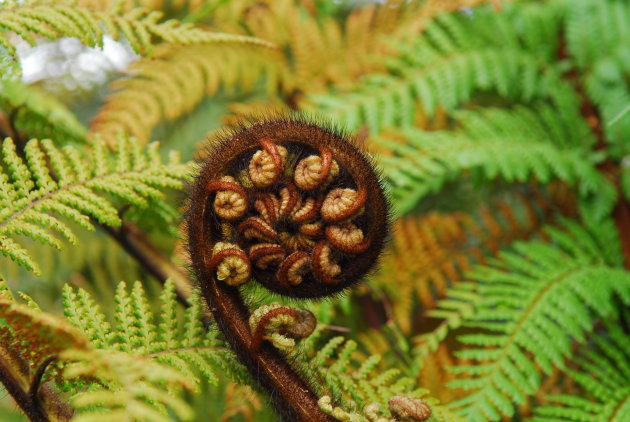 Koru